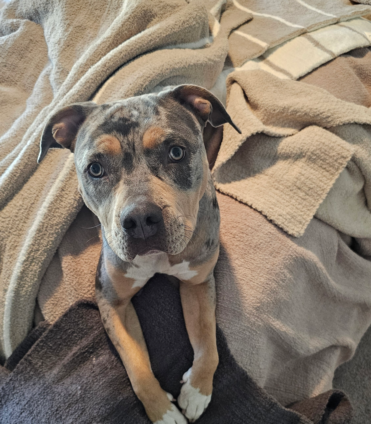 All Throw Blankets