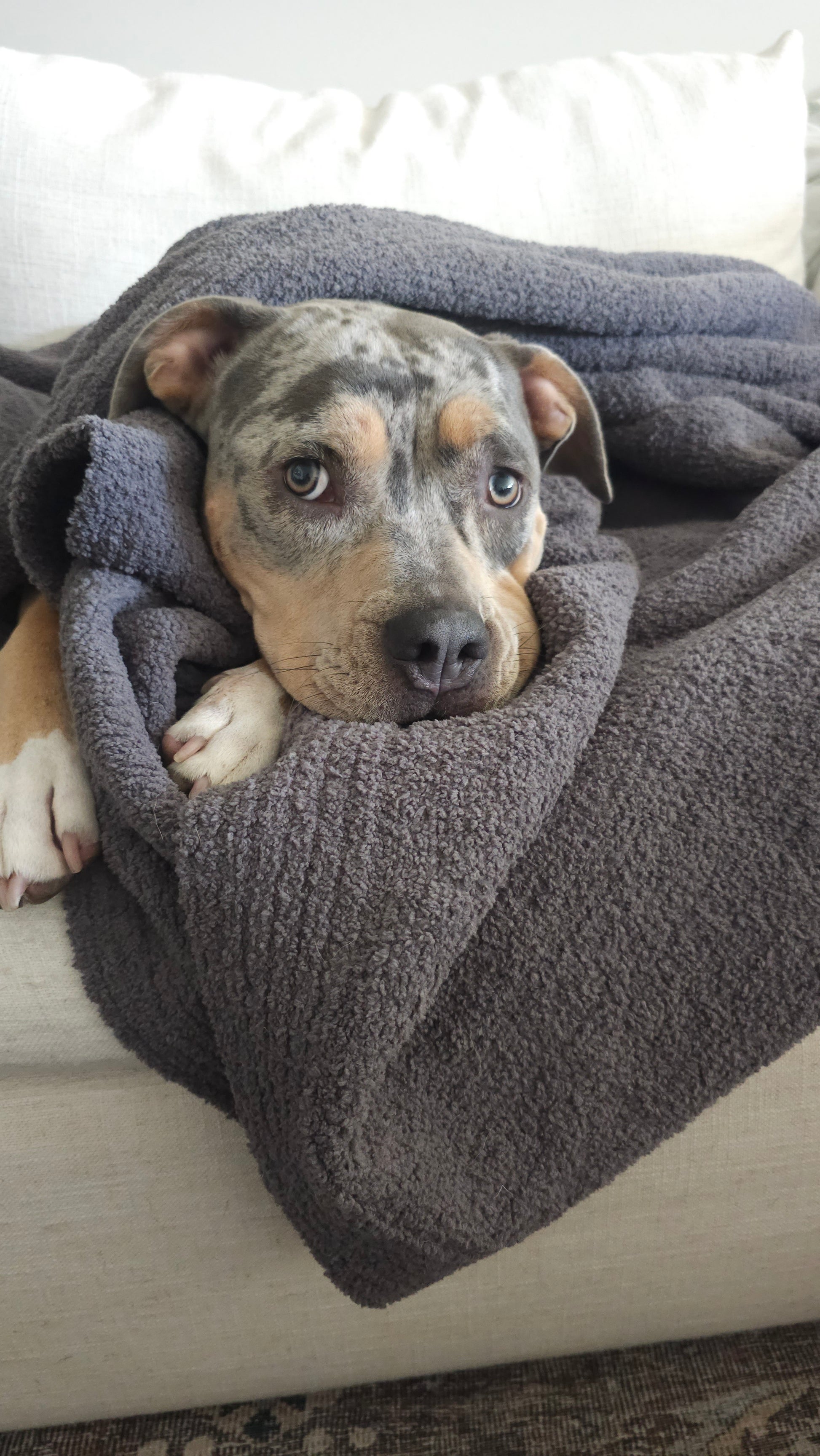 Charcoal Nest throw in a luxurious, soft fabric, with a dog in the center cuddled up. Showcasing that it is dog friendly and durable.