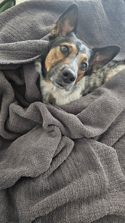 Charcoal Nest throw in a luxurious, soft fabric, with a dog in the center cuddled up. Showcasing that it is dog friendly and durable.