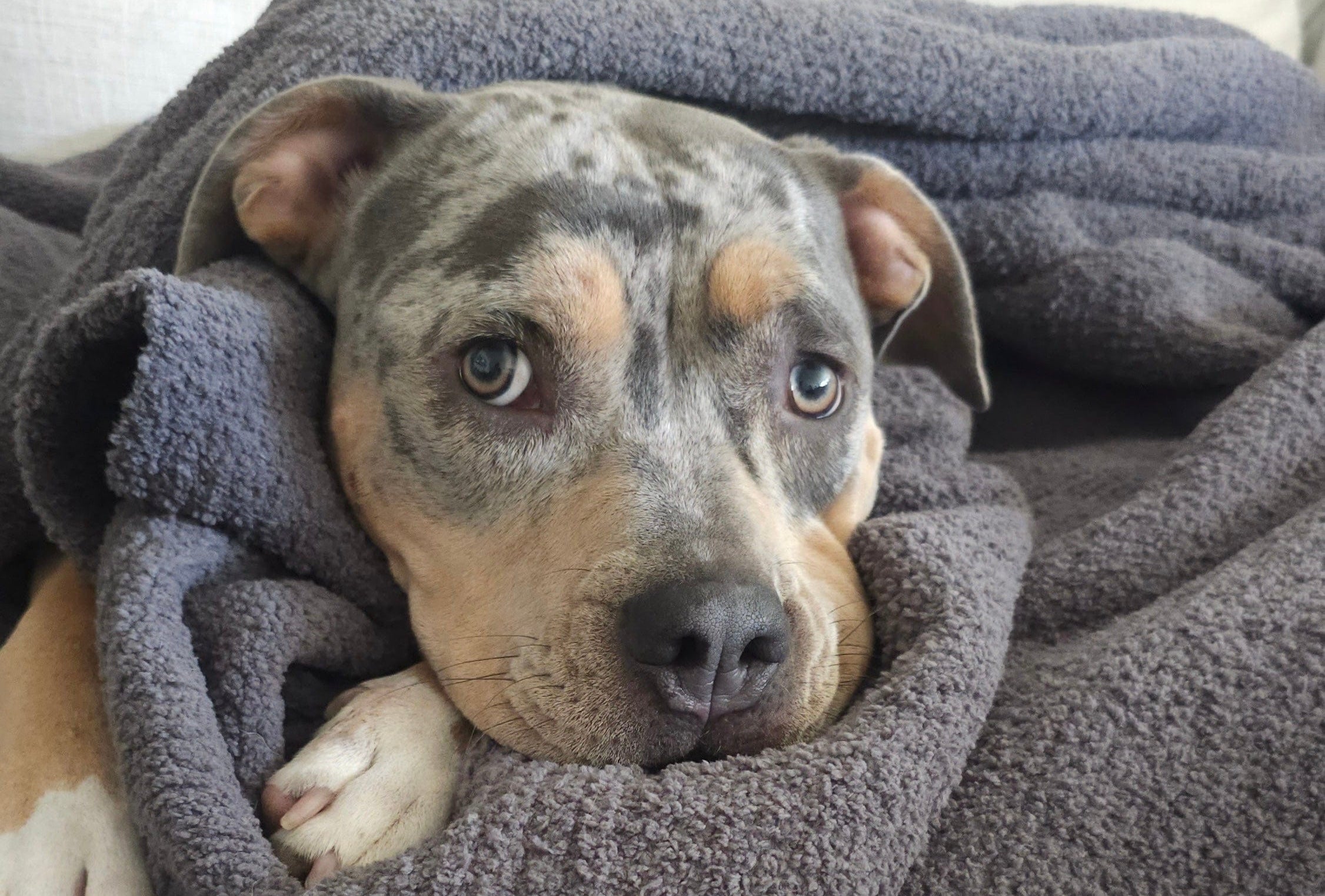 Sunday Citizen Dupe Throw Blanket Designed for a pet friendly home. Dog bed