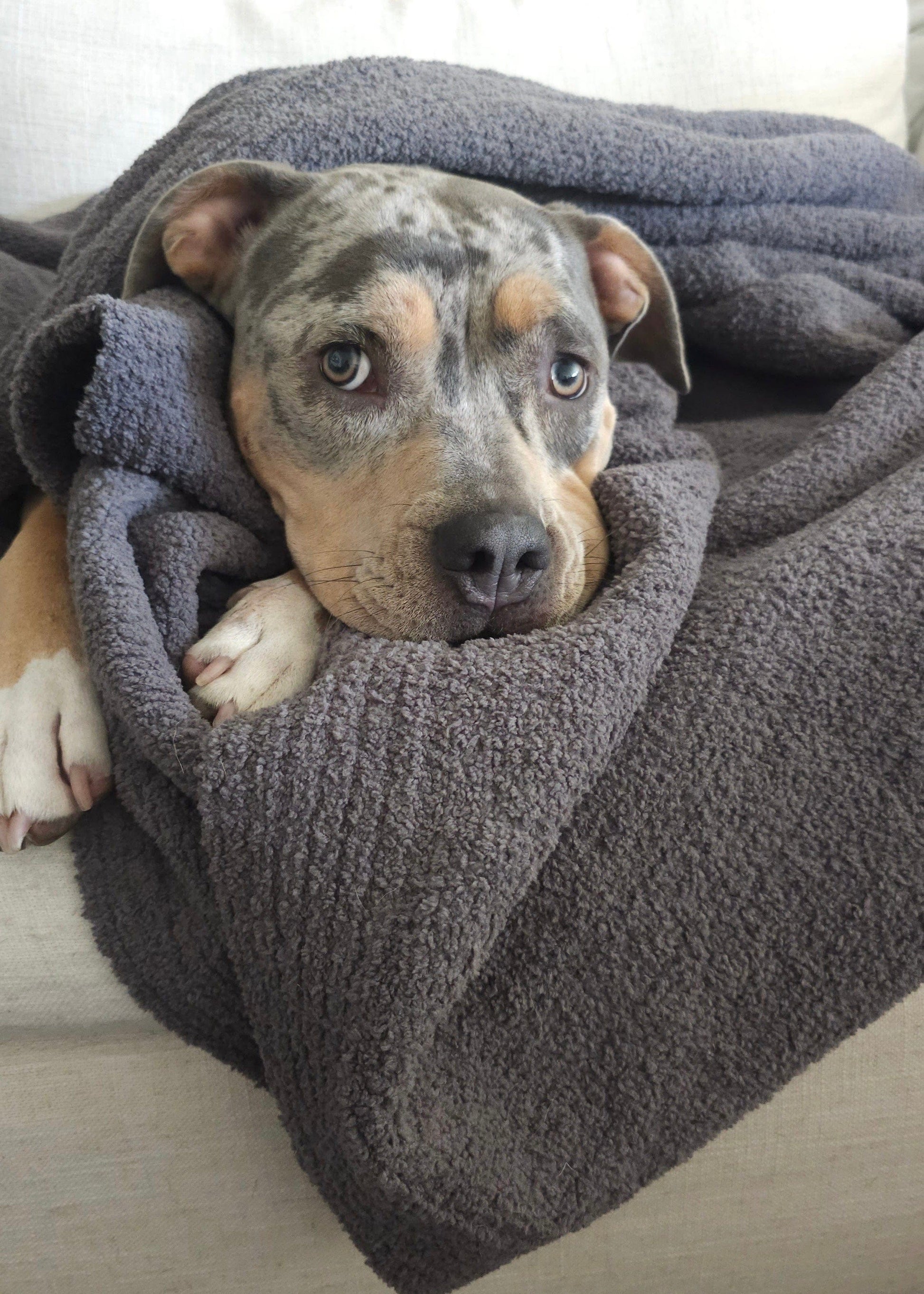 The Moose Nest Blanket The Charcoal Nest Throw Cozy Luxury Throw Blanket Washable bedding Durable Blanket Beach Travel Blanket Dog friendly home Easy care Coastal decor Minimalist home decor and bedding The Charcoal Nest Throw