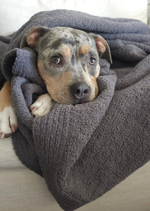 The Nest Throw Blanket - similar to Sunday Citizen Snug throw dupe, pet friendly bedding, snag proof throw, baby blankets, pet friendly throw, coastal decor, beach blankets, barefoot dreams dupe throw, greige throw, charcoal throw, charcoal bedding, cashmere blend throw blanket, chenille throw blanket, silk throw blanket