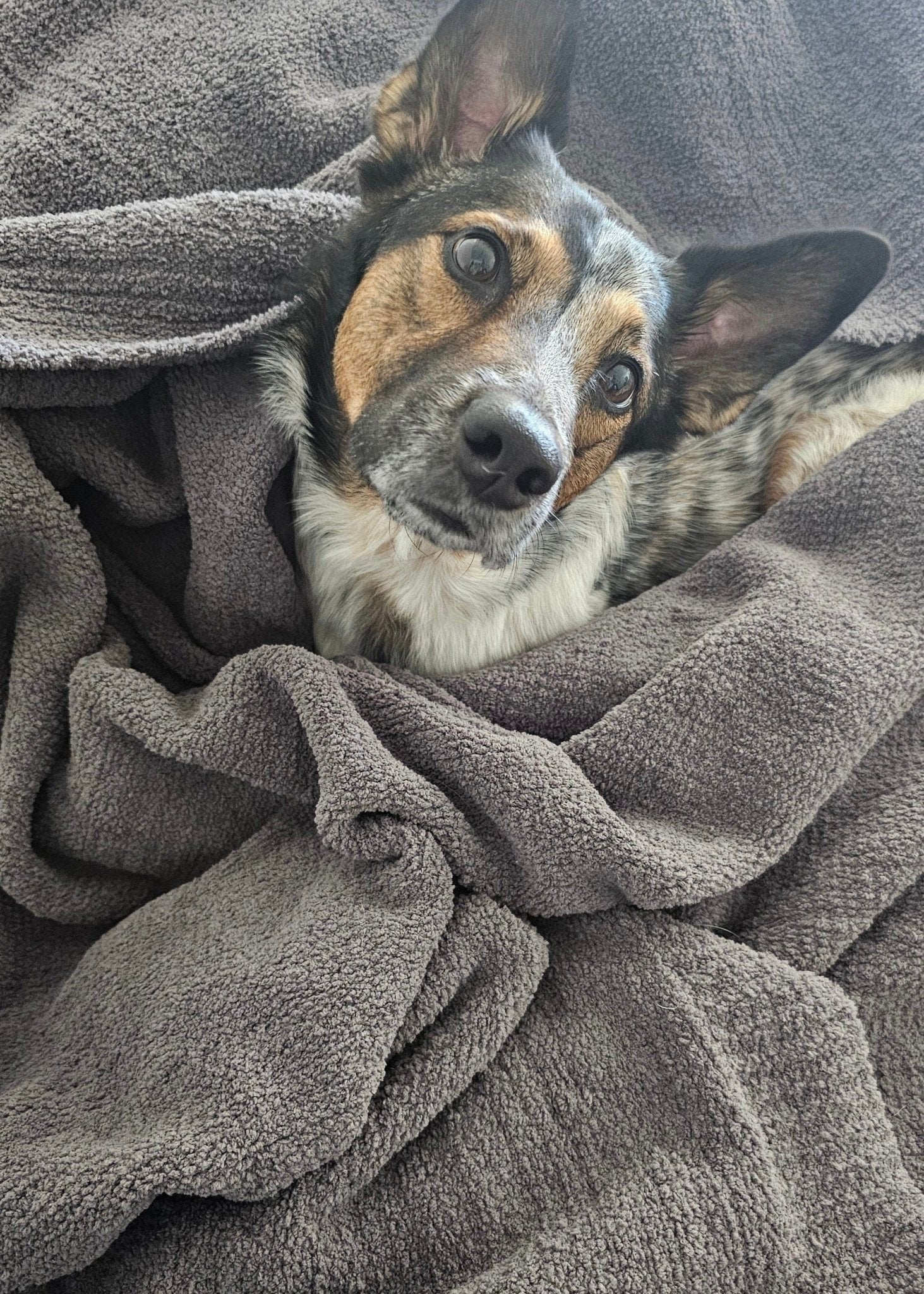 The Nest Throw Blanket - similar to Sunday Citizen Snug throw dupe, pet friendly bedding, dog blanket, cat blanket, snag proof throw, baby blankets, pet friendly throw, coastal decor, beach blankets, barefoot dreams dupe throw, greige throw, charcoal throw, charcoal bedding, cashmere blend throw blanket, chenille throw blanket, silk throw blanket, mens bedding, mens home 