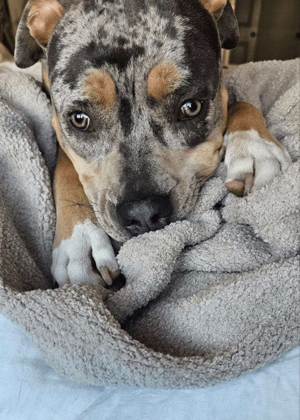 The Nest Throw Blanket - similar to Sunday Citizen Snug throw dupe, pet friendly bedding, snag proof throw, baby blankets, pet friendly throw, coastal decor, beach blankets, barefoot dreams dupe throw, greige throw, greige bedding, light grey blanket, gray velvet throw blanket, dog throw blanket in taupe, oversized microfleece throw